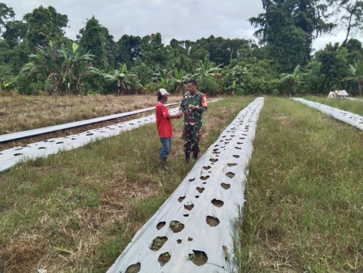 Bantu Wujudkan Program Ketahanan Pangan, Babinsa Koramil 1710-07/Mapurujaya Setia Dampingi Petani