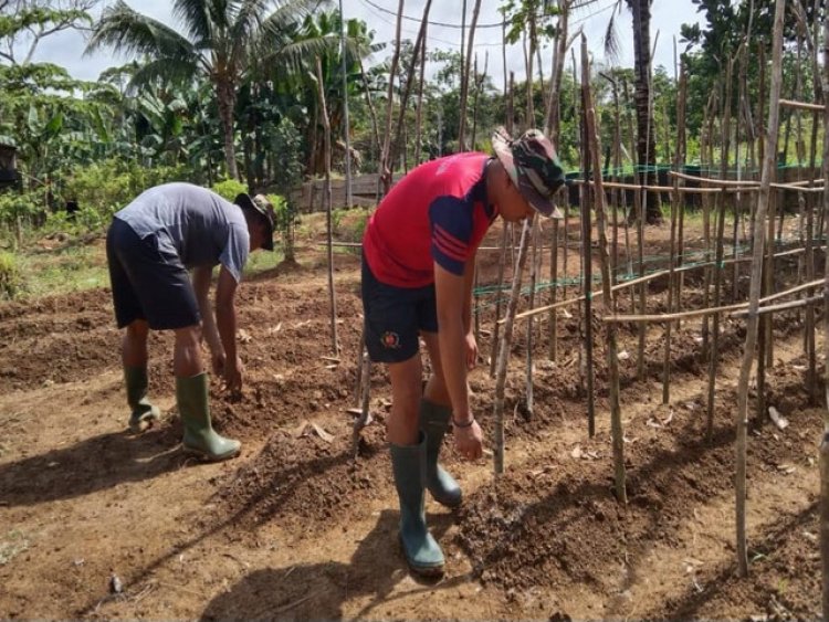 Satgas Yonif 143/TWEJ Sulap Lahan Kosong Jadi Kebun Sayur
