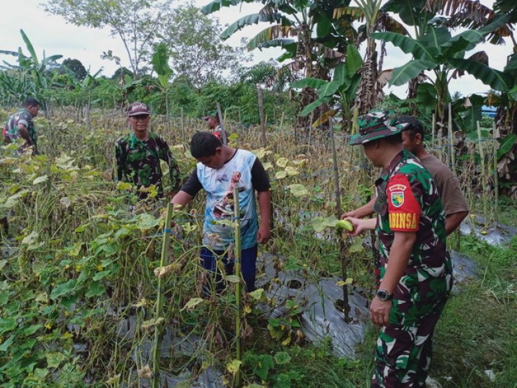Aktif Dampingi Petani, Babinsa 02/Timika Sambangi Petani Timun