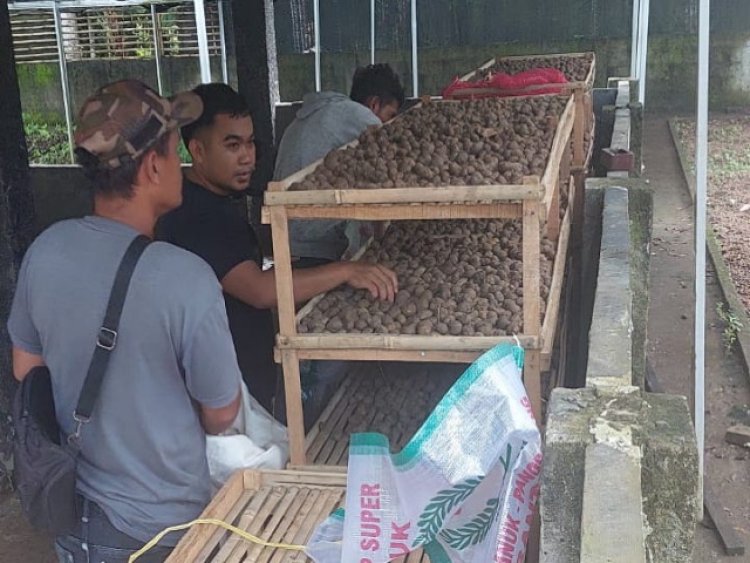 Kelompok IKM Porang Geram Dipinta Data Porang oleh Penyuluh Dinas Pertanian Pandeglang