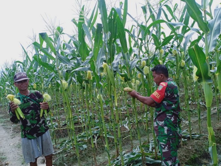 Babinsa Koramil 1710-02/Timika Dampingi Petani Di Wilayah Binaan Dalam Merawat Tanaman Jagung
