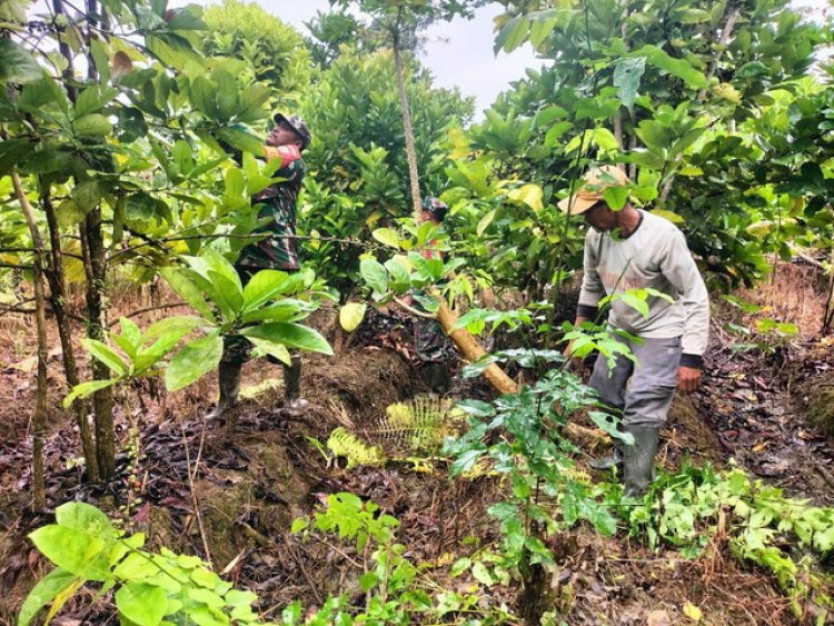 Tingkatkan Perekonomian Warga, Babinsa Mapurujaya Ajarkan Budidaya Kopi Robusta