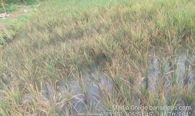 Nasib Pilu Petani di Cikedal, Sesudah mengalami Kekeringan juga di serang Hama Wereng