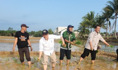 Kementrian Pertanian lakukan Percepatan Tanam Padi Sawah di Kecamatan Munjul Kabupaten Pandeglang