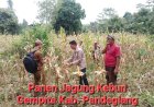 Untuk Mendukung Swasembada Pangan Nasional, Ketua Korda Gempita Pandeglang Panen Jagung Bersama Kelompok Binaan