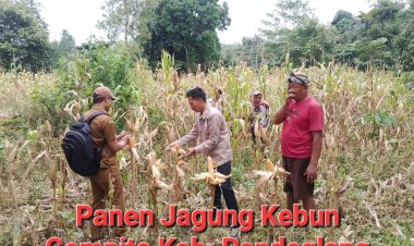 Untuk Mendukung Swasembada Pangan Nasional, Ketua Korda Gempita Pandeglang Panen Jagung Bersama Kelompok Binaan