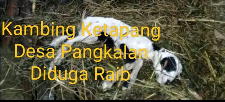Ketapang Berbau Korupsi ! Program Kambing Desa Pangkalan Diduga Sarat Permainan Kotor