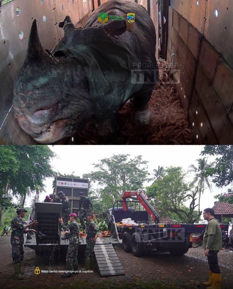 Seekor Badak Jantan Berhasil Dipindahkan..!!! Cetak Sejarah Translokasi Badak Jawa Ujung Kulon Dengan Dukungan Transportasi KAPA K-61 Marinir TNI