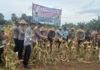 Wakapolres Pandeglang Laksanakan Panen Raya Jagung Kuartal IV Tahun 2025, Polres Pandeglang di Kecamatan Saketi, Didampingi Plt Kadis DPKP