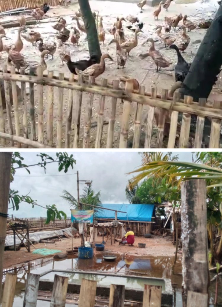 Minimnya Pengawasan Dalam Kegiatan Ternak Bebek Oleh BUMdes Lestari Desa Panimbang