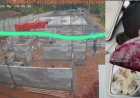 DPC AMIRA Minta BGN Tindak Tegas SPPG Banyubiru Labuan, yang Diduga Langgar SOP BGN